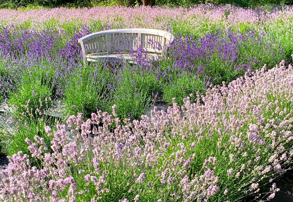 banco de metal branco no campo de flor roxo durante o dia