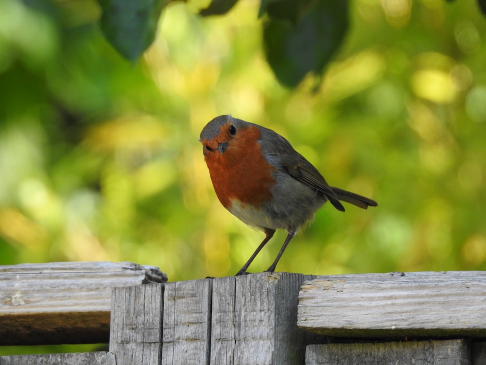 orange and gray bird on brown wooden fence during daytime