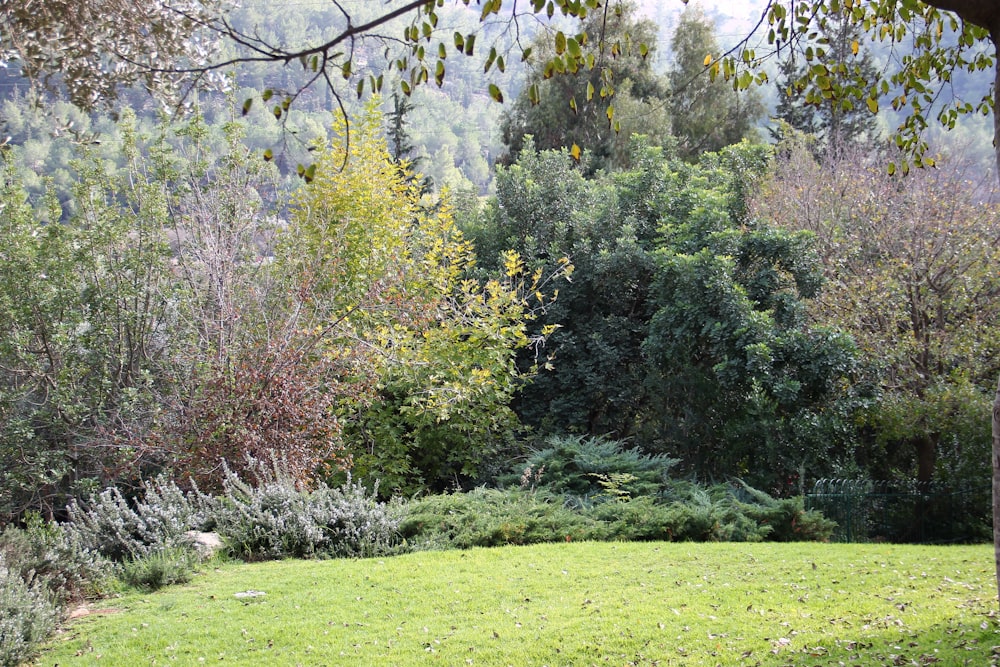 green grass field with trees