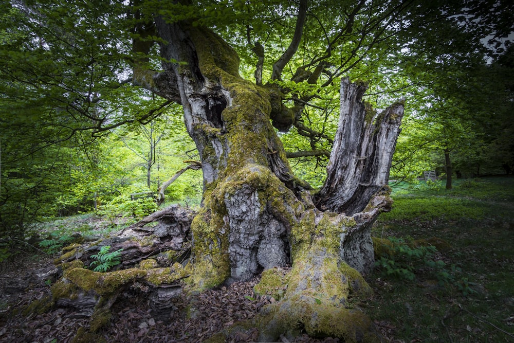 brown tree trunk on green grass field