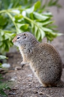 A small rodent, possibly a ground squirrel, is standing on its hind legs on a pebble-covered ground. Its fur is a mix of gray and brown, and it is facing left. In the background, there is green foliage with blurred leaves, suggesting a natural habitat.