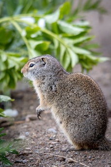A small rodent, possibly a ground squirrel, is standing on its hind legs on a pebble-covered ground. Its fur is a mix of gray and brown, and it is facing left. In the background, there is green foliage with blurred leaves, suggesting a natural habitat.