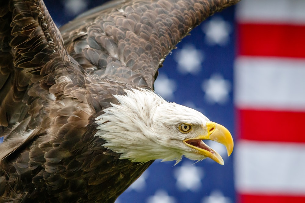 brown and white eagle flying during daytime