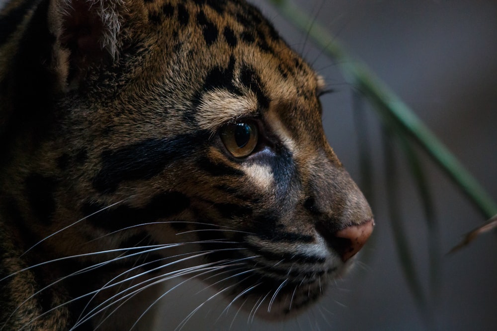 brown and black cat in close up photography