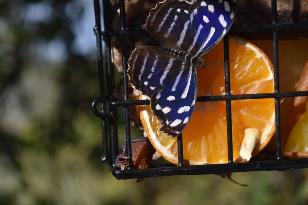 black and white butterfly on orange flower