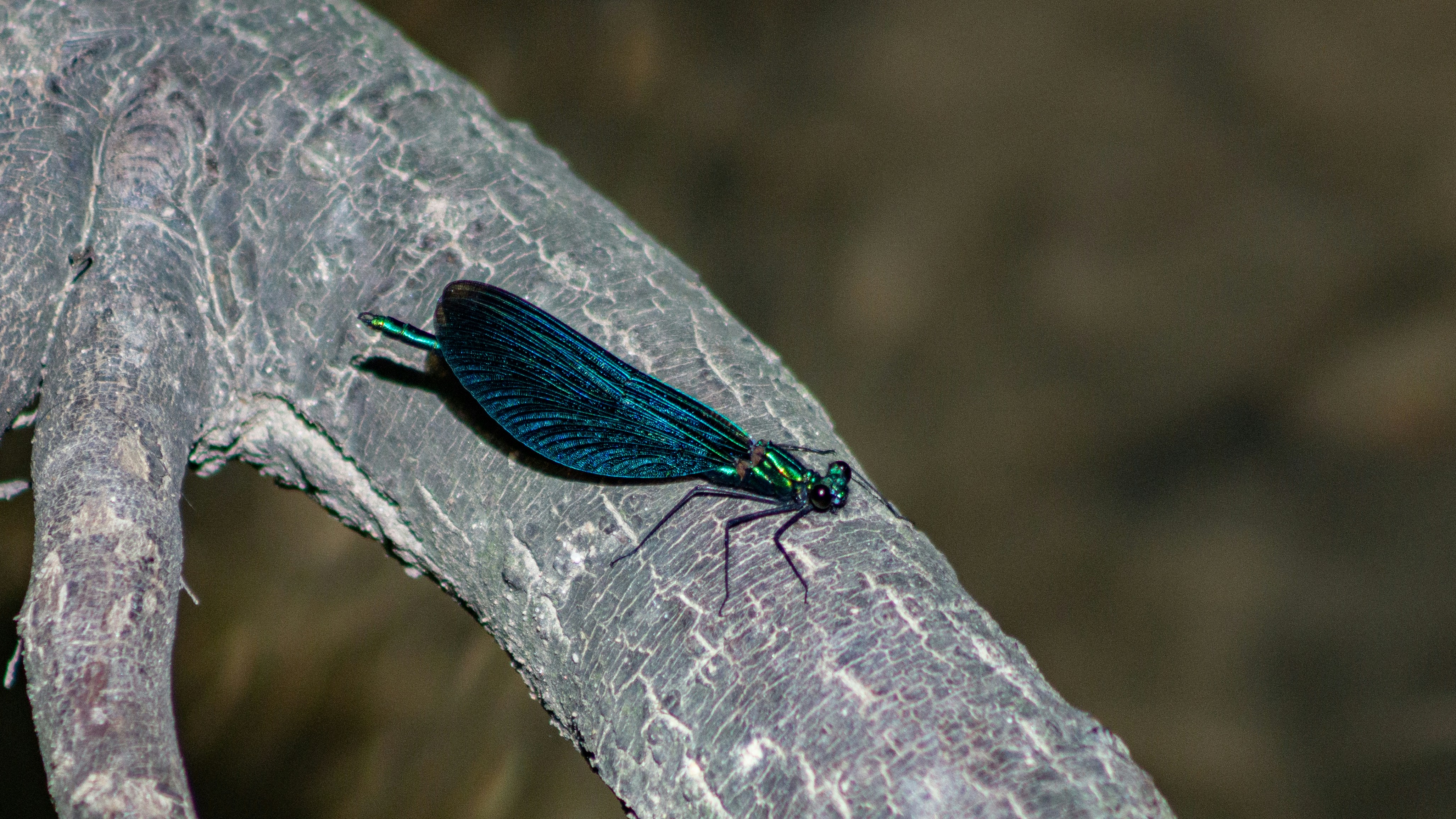 blue damselfly perched on gray tree trunk in close up photography during daytime