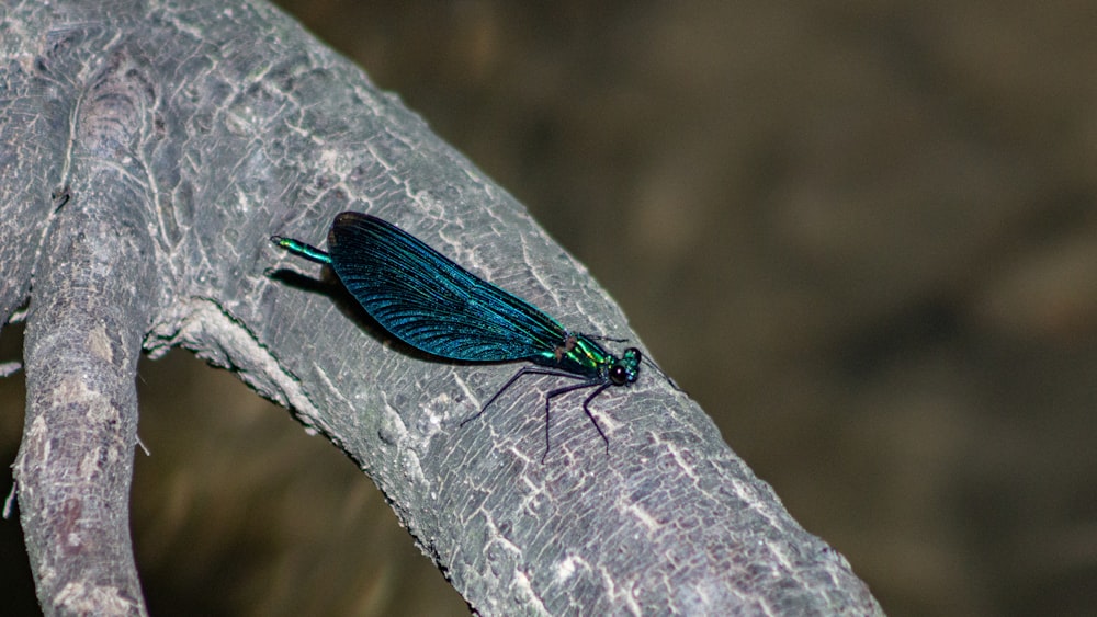 blue damselfly perched on gray tree trunk in close up photography during daytime