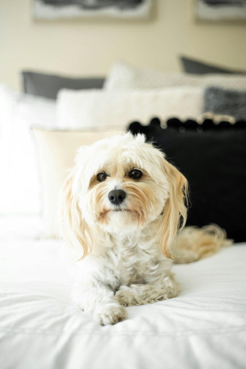 white and brown long coat small dog on white textile