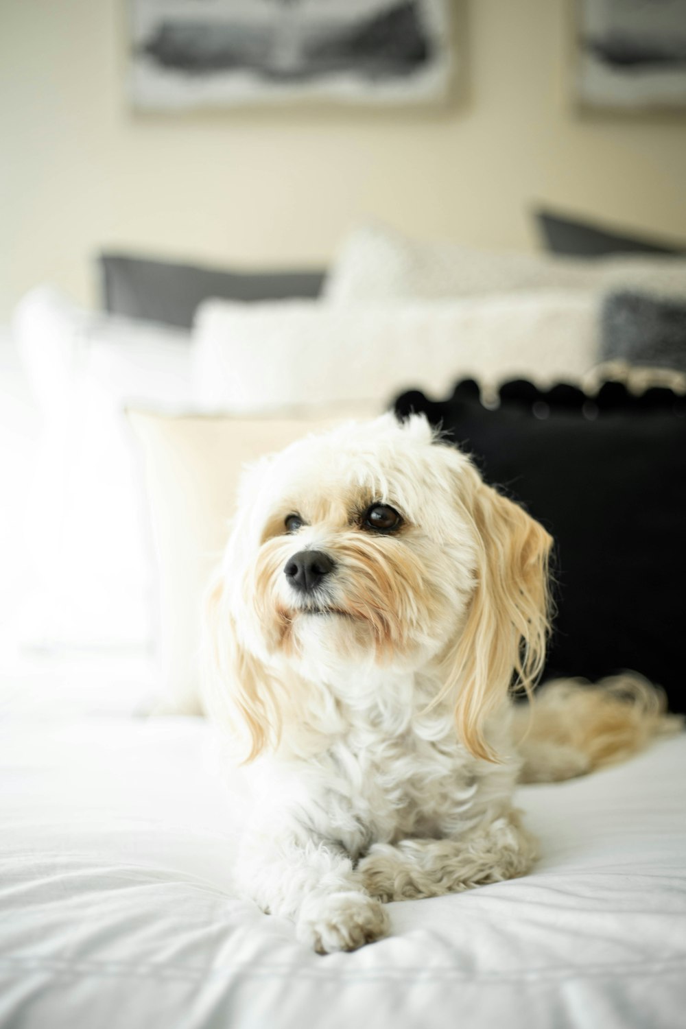 white and brown long coated small dog