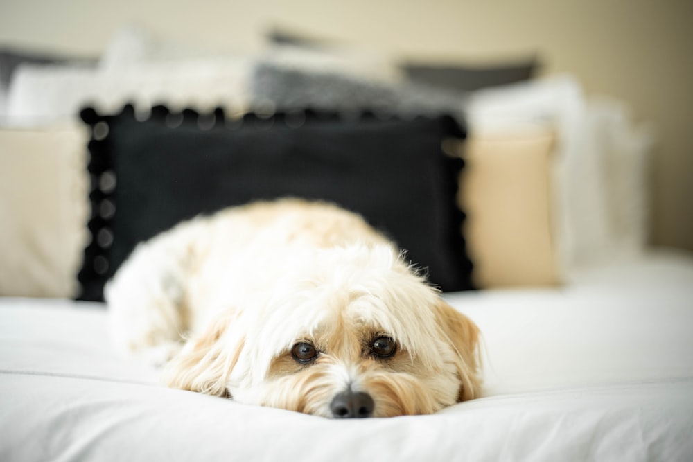 white long coat small dog lying on white textile