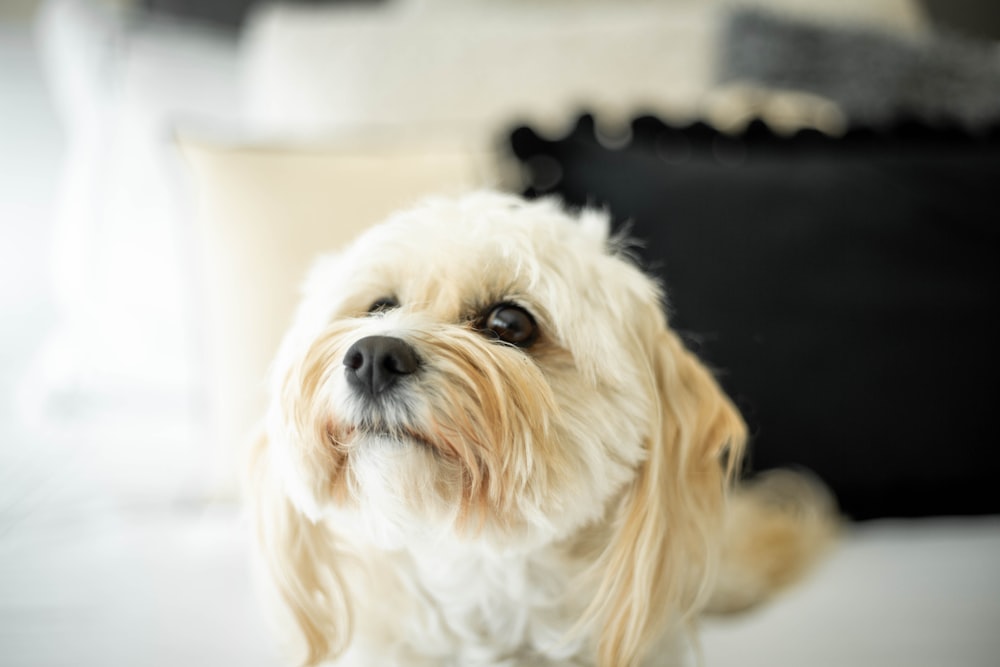 white long coat small dog