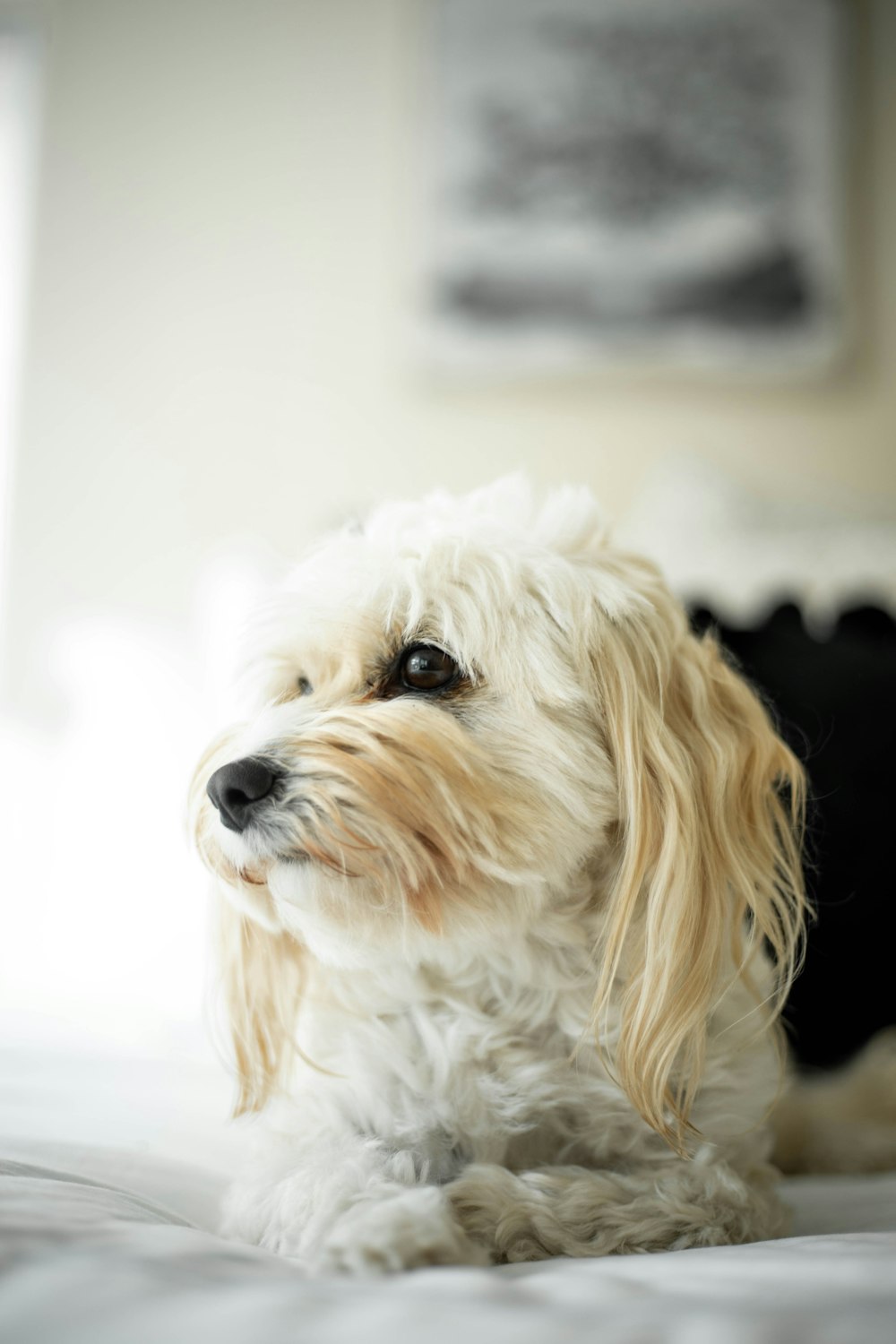 white long coat small dog