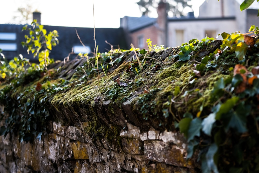 green moss on gray concrete wall