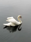 A serene swan gliding on still water, reflecting tranquility and trust.