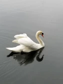 A serene swan gliding on still water, reflecting tranquility and trust.