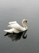 A serene swan gliding gracefully on still water, embodying trust and tranquility.