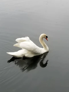 A serene swan gliding gracefully on still water, embodying trust and tranquility.