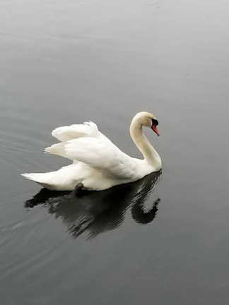 A serene swan gliding on still water, reflecting tranquility and trust.