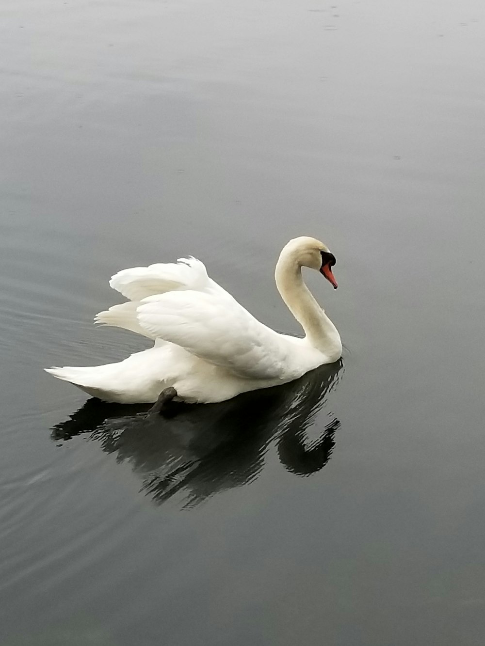 white swan on water during daytime