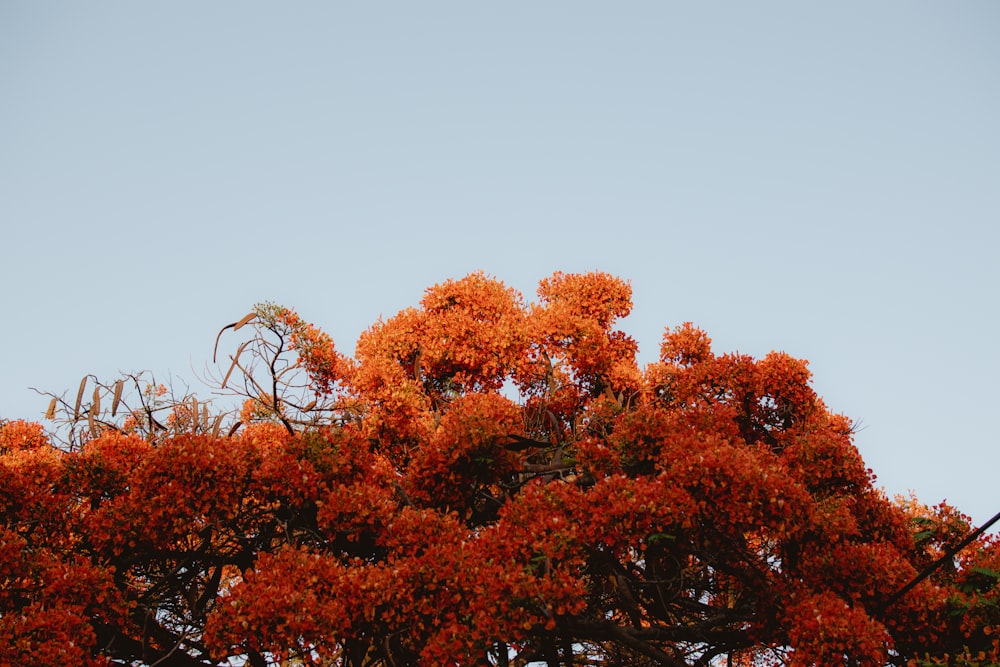 brown trees under gray sky