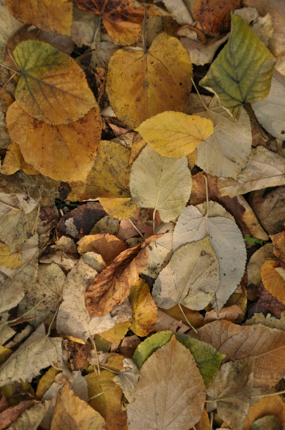 gelbe und braune Blätter auf dem Boden