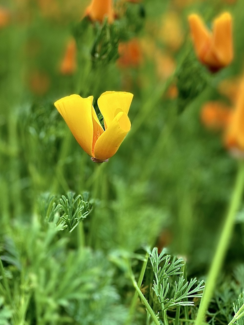 yellow flower in tilt shift lens