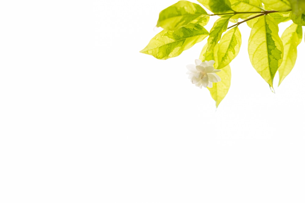 white flower with green leaves