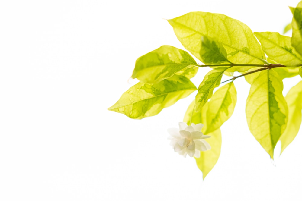 yellow and white flower with green leaves