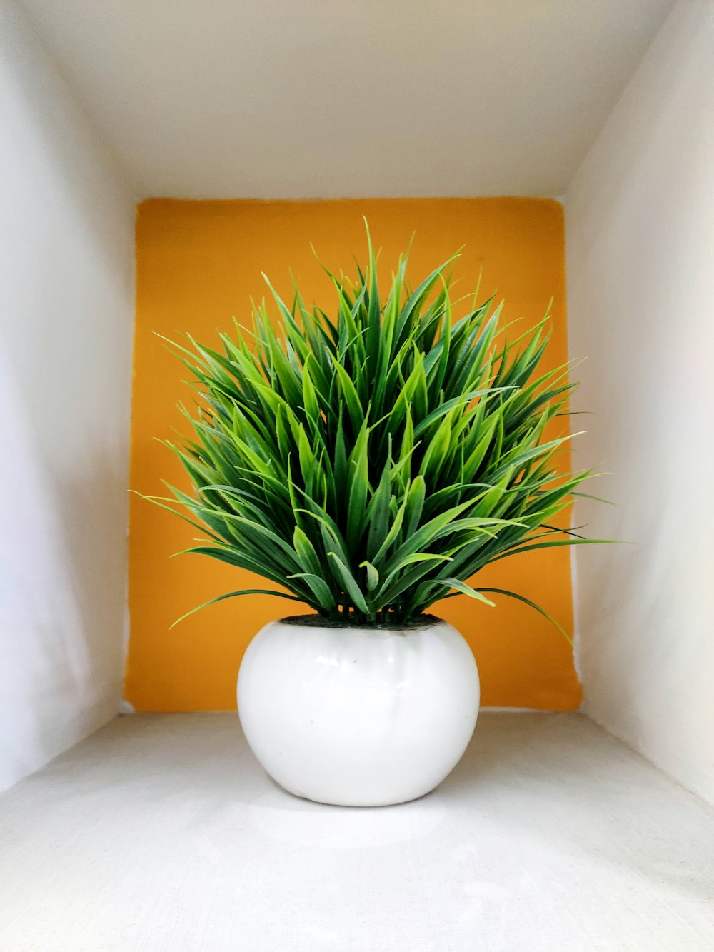 green plant on white ceramic vase