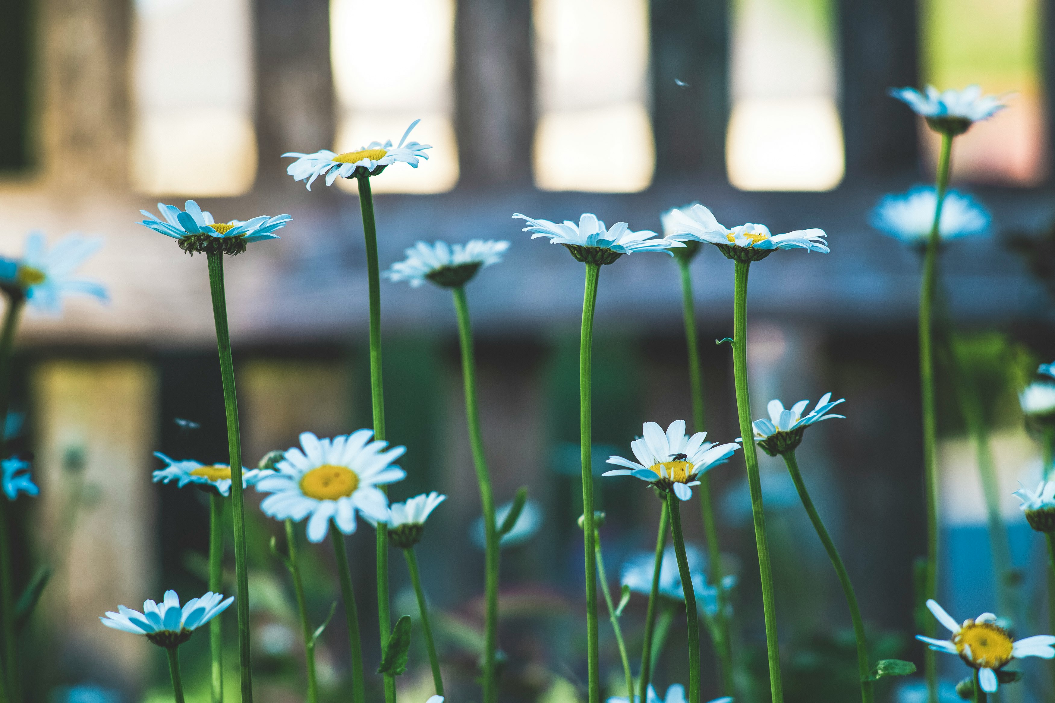 white daisy flowers in bloom during daytime