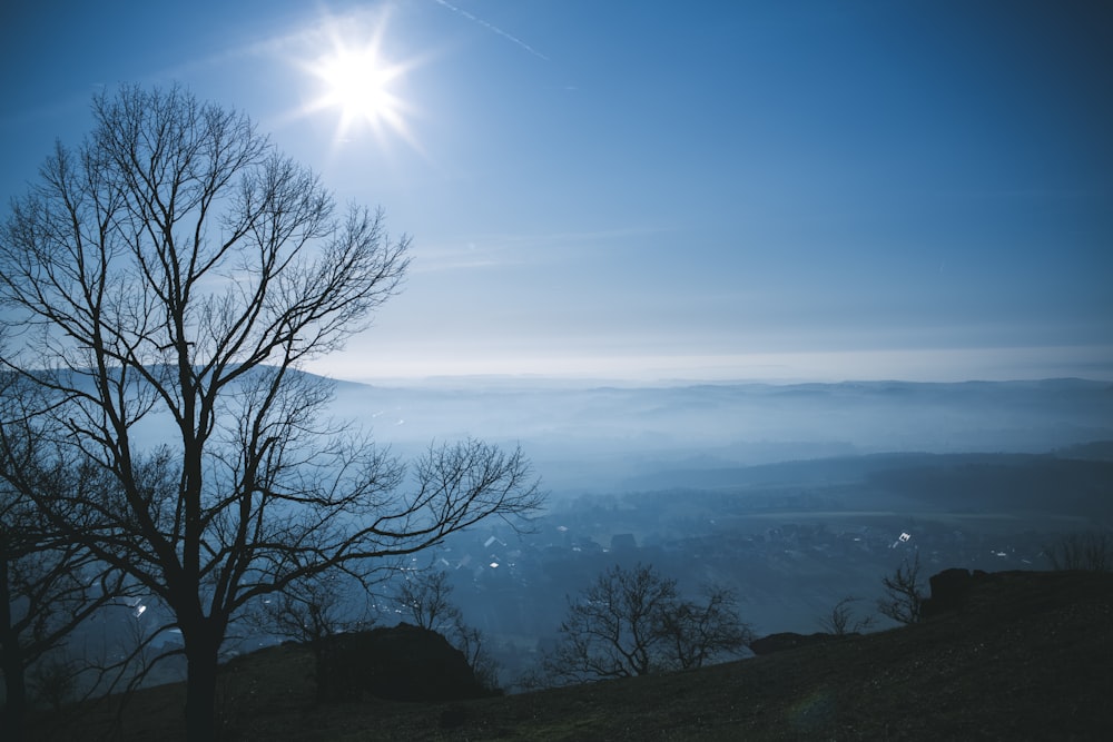 bare tree under blue sky during daytime