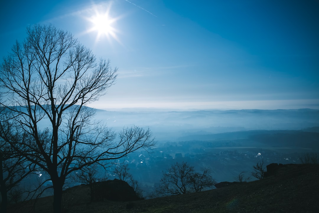 bare tree under blue sky during daytime