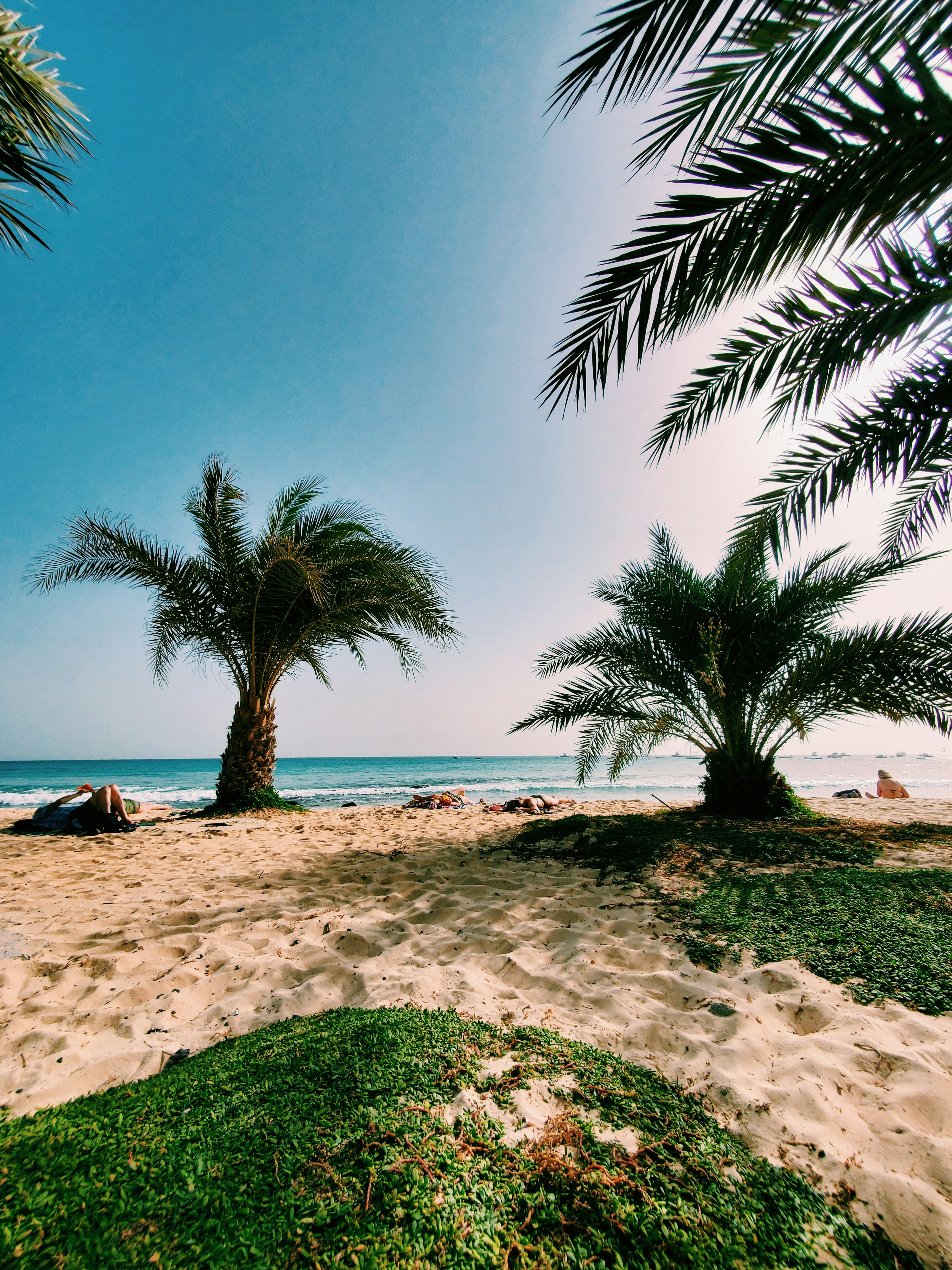 palm tree on beach shore during daytime