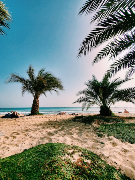 palm tree on beach shore during daytime in Sal Cape Verde