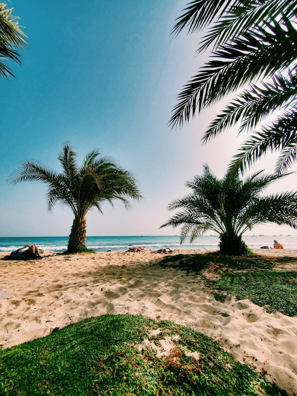 palmier sur le rivage de la plage pendant la journée