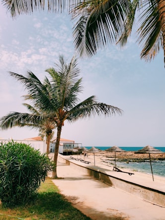 a palm tree next to the ocean on a sunny day