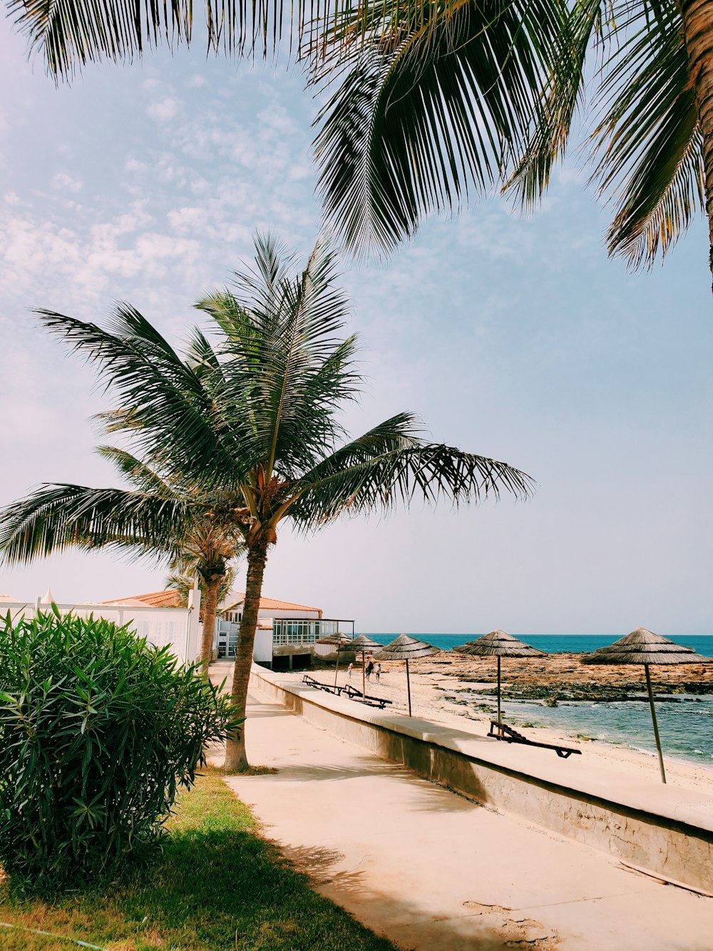 Eine Palme am Meer an einem sonnigen Tag