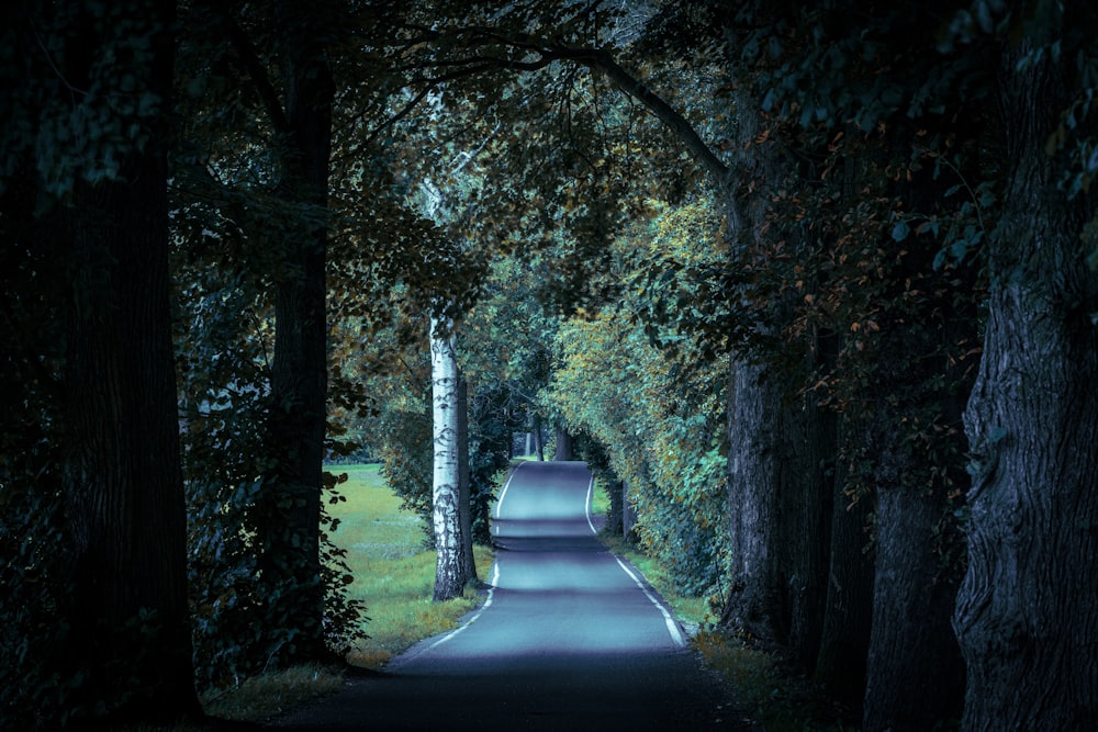 gray concrete road between green trees during daytime