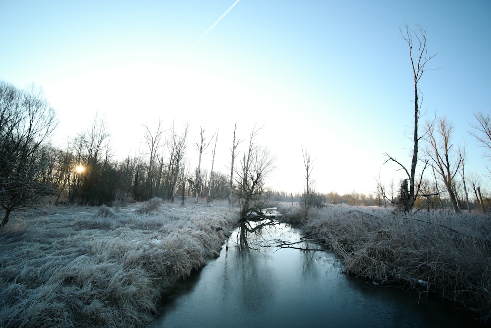 snow covered trees beside river under blue sky during daytime