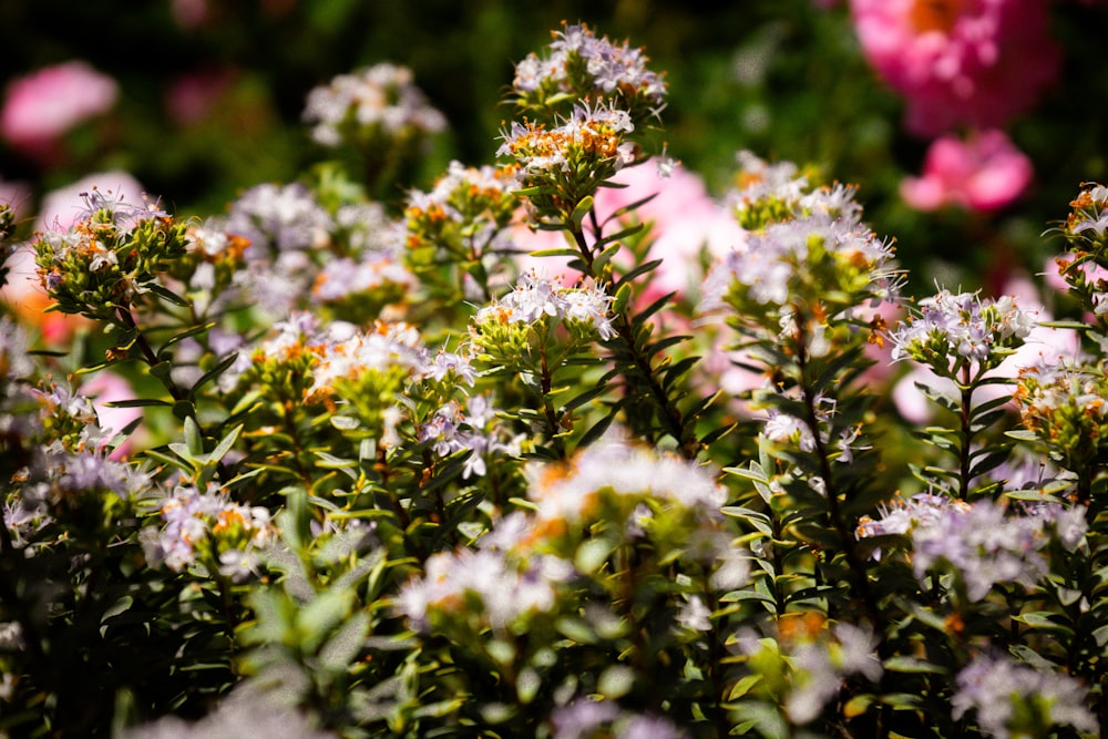 green and white plant during daytime