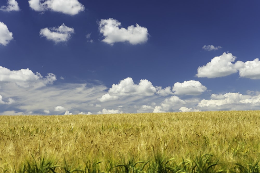 푸른 하늘과 낮 동안 흰 구름 아래 푸른 잔디 밭