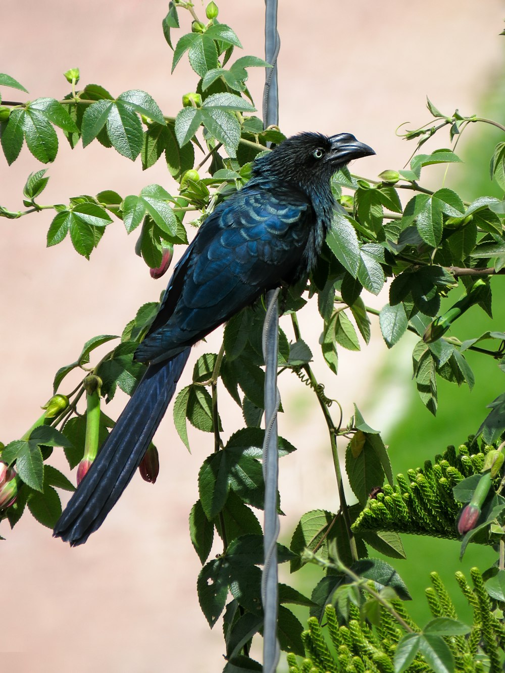pájaro azul y negro en la rama del árbol durante el día