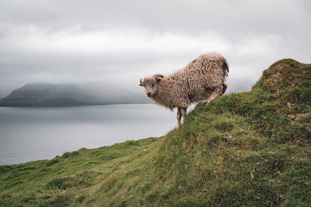 brown sheep on green grass field near body of water during daytime