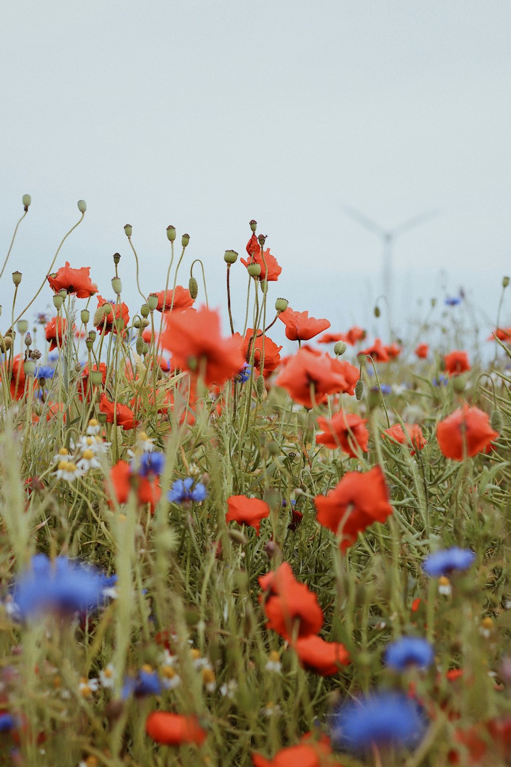 red flowers with blue flowers