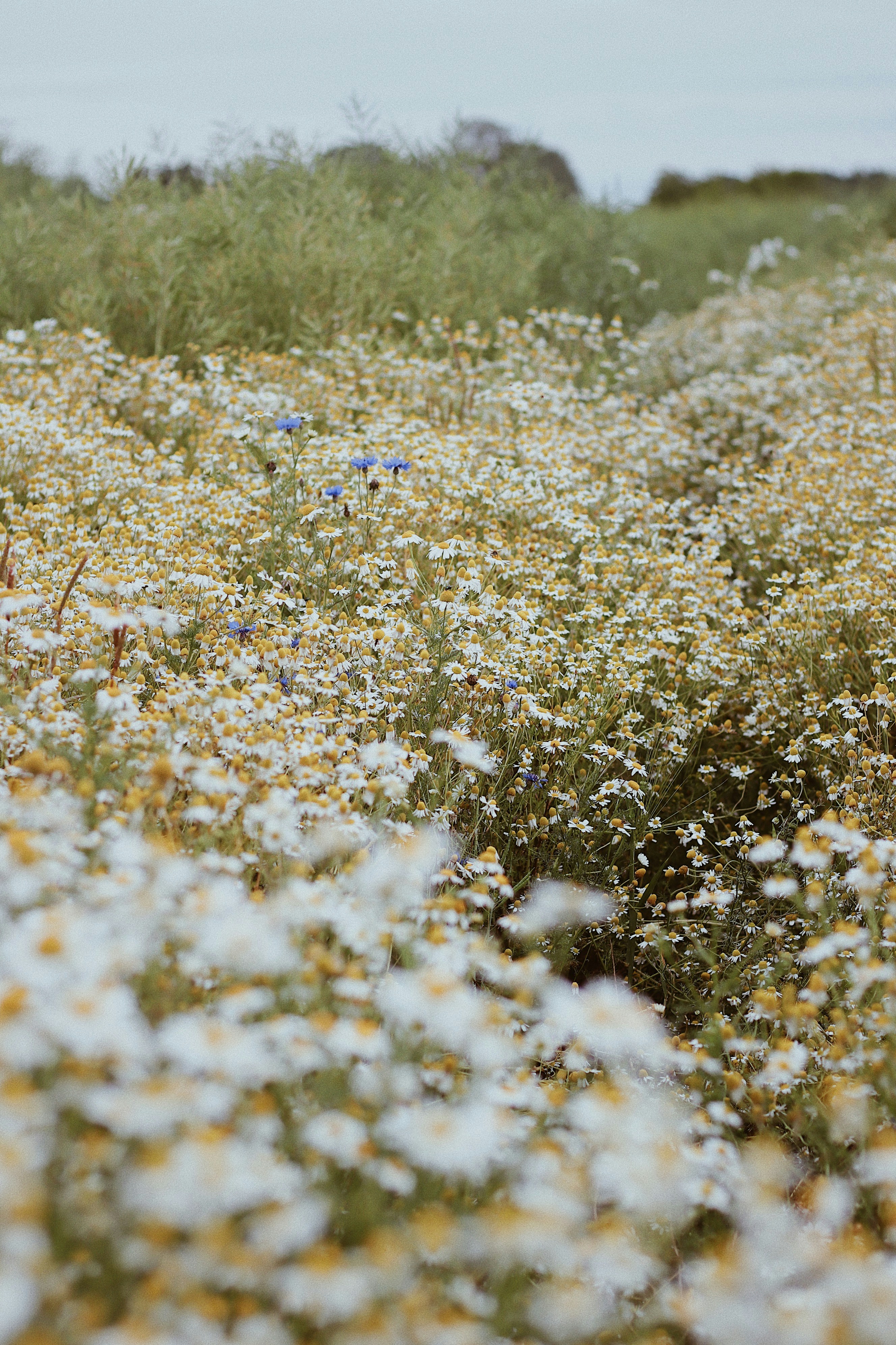 Daisy Field Pictures Download Free Images on Unsplash