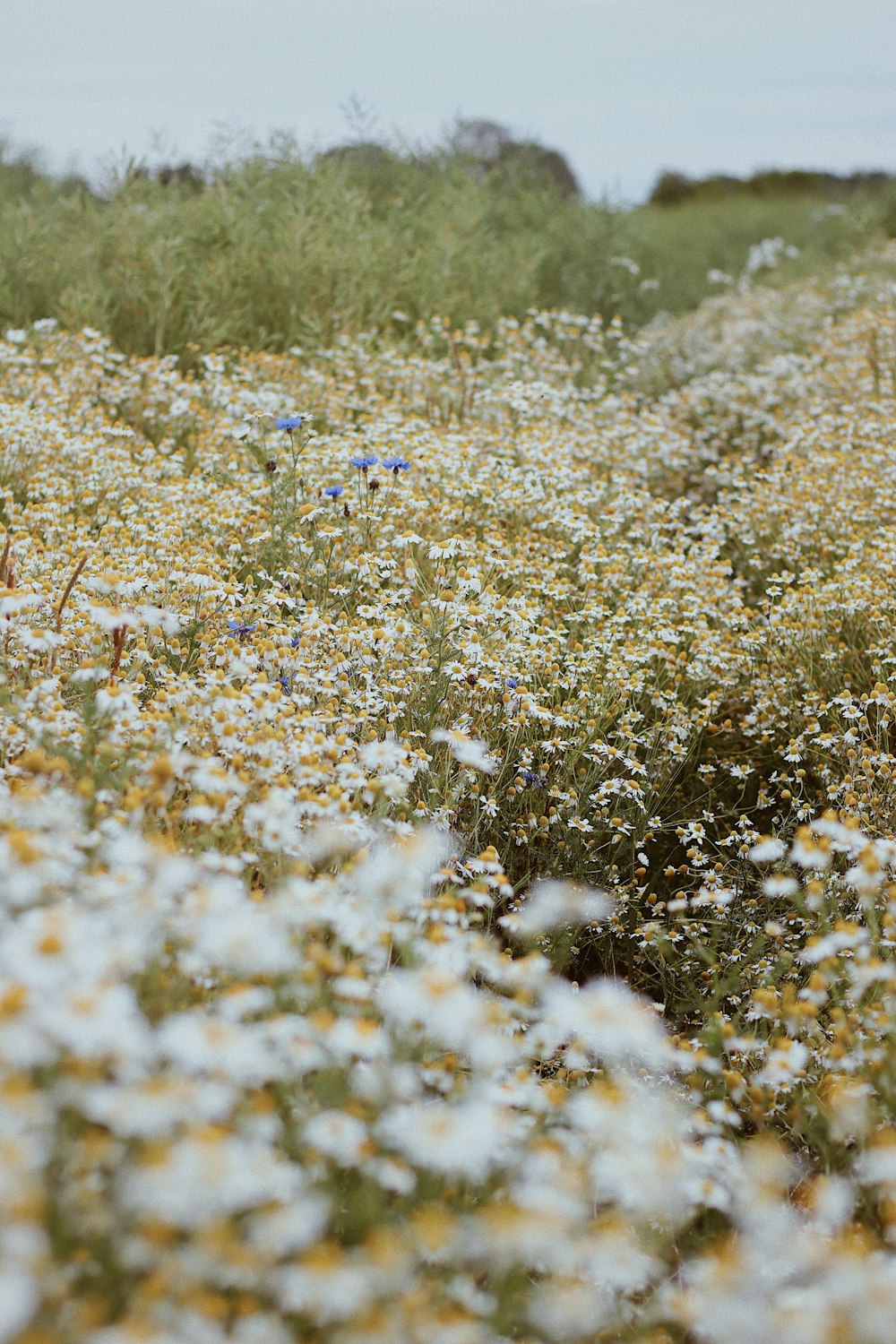 flores blancas en un campo de hierba verde durante el día