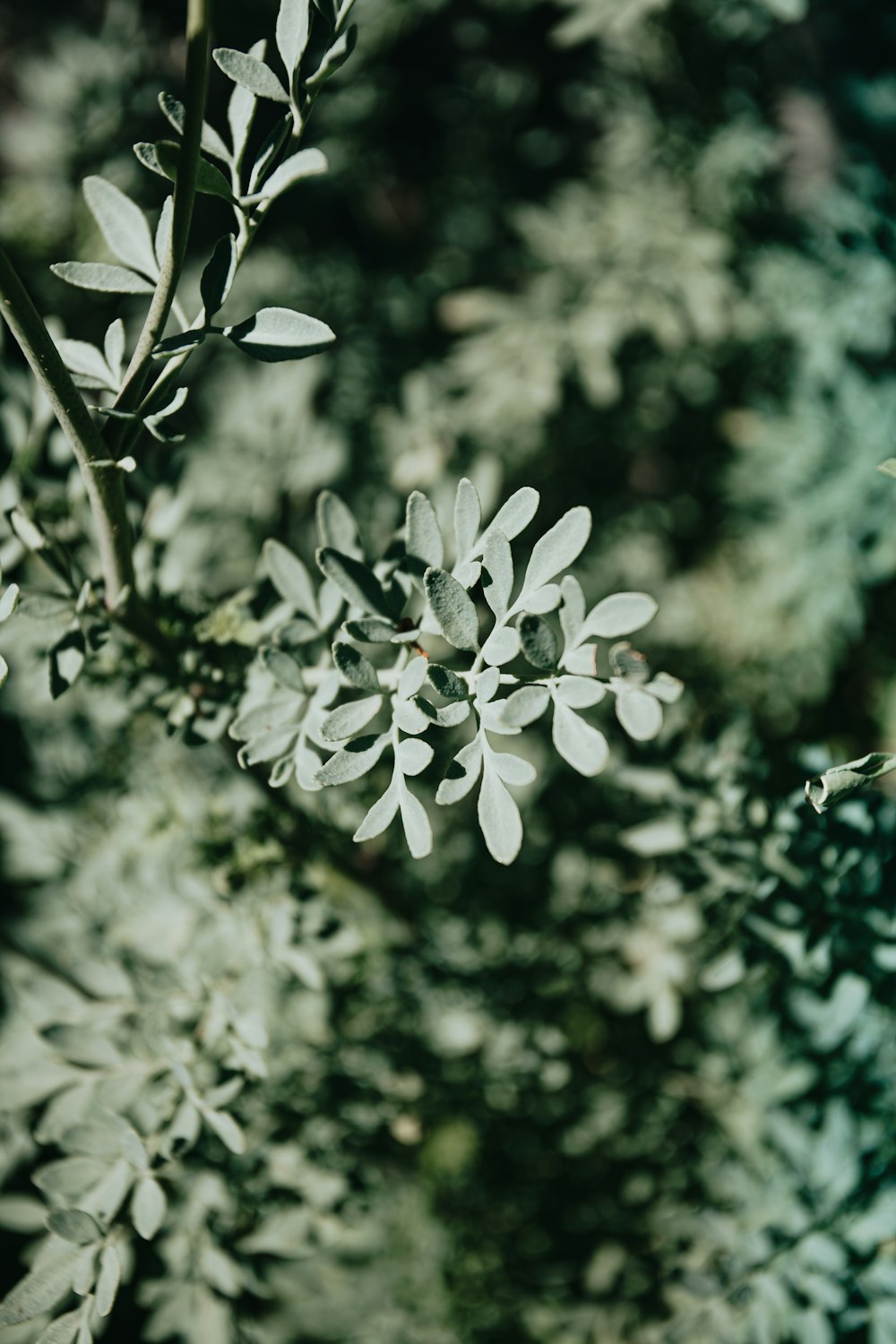 white flower with green leaves