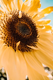 yellow sunflower in close up photography