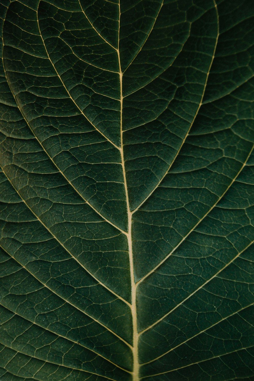 green leaf in close up photography