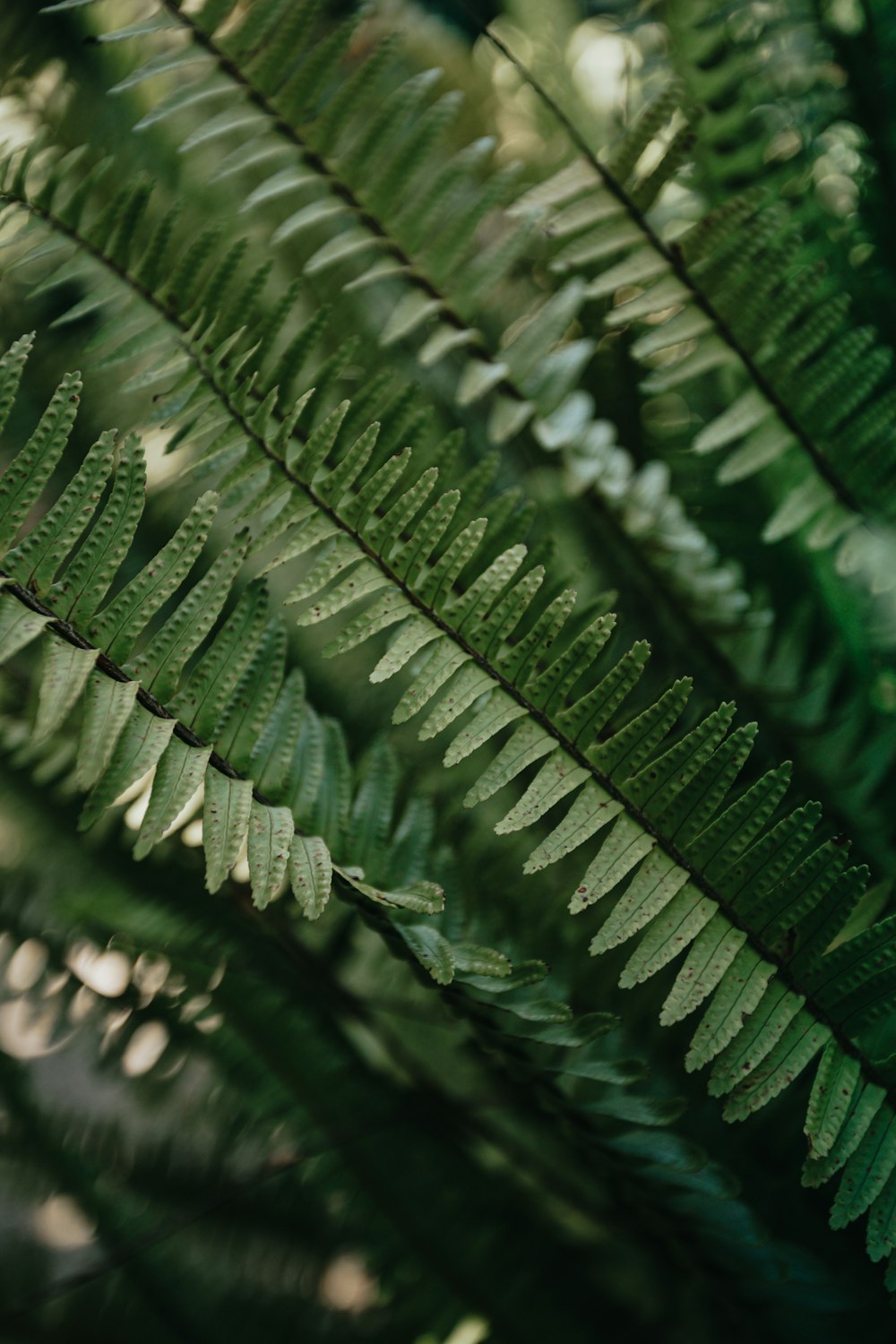 water droplets on green plant